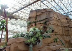 Even on the (fake) rocks, plants grow