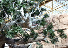 If you look carefully, you can spot a chameleon