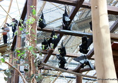 Did you know that bats also pollinate plants and trees?