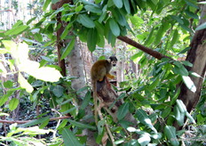 Another greenhouse dweller spotted