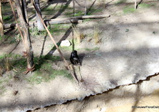 Keeping the animals away from the plants is difficult, our guides told us. This monkey showed us by playing with some sugarcane