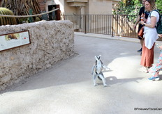 A special guest also wanted to join the tour for a while