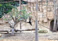 The view from the hotel room: overlooking monkeys, capybaras and anteaters
