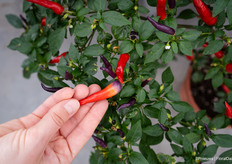 With peppers changing colour