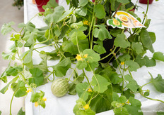 Honey drops mini melon, how fun to serve this melon in summer with a ball of ice cream in it?