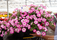 Including this richly flowering and weather-tolerant Petunia: Garden Supreme Radiant Rose