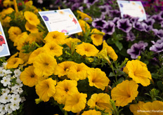 And Sanguna Deep Yellow, a yellow petunia. Something that didn't exist before.