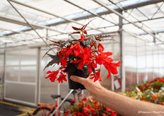 Red hanging begonia Bossa Nova with deep dark leaves