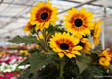 And another highlight: the Sunfinity series, sunflowers that flower for up to 3 months and continue to bloom. For retail, this sunflower is very popular.