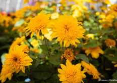And Sunfinity Double Yellow, the biggest introduction with a very special flower, it almost doesn't look like a sunflower anymore.