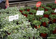 In addition to the Dichondra Silver Surfer, Benary has now introduced the Dichondra Green Surfer