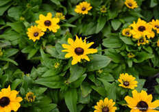 Tablemate, a compact and quite uniform Rudbeckia