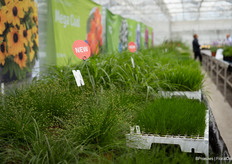 All grasses in a row