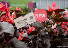 Begonia BIG DeluXXe is also new at Benary