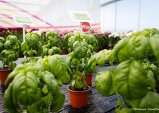 One of the introductions is the Basil