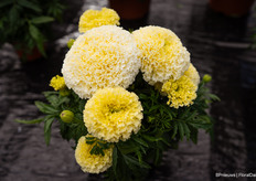 And the African Marigold Lanna Lace
