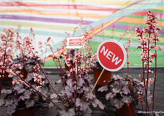Heuchera Heucherette pink is also a new introduction