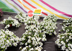 Galactic Mist White is also new, a very richly flowering Bacopa