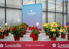 Sundaville series at Suntory Flowers Europe