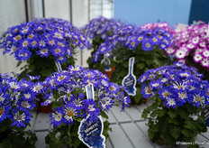 Senetti Blue Spoon is also in the spotlight