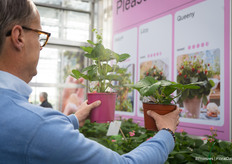 Frank van der Aar of ABZ Seeds shows the difference between a plant for a pot on the balcony and for the vegetable garden.
