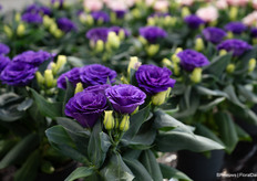 Julietta Blue, a beautiful compact Eustoma Grandiflorum
