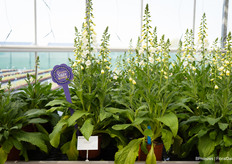 Last year, Digitalis Purpurea Hannabee was the winner of the FleuroStar awards