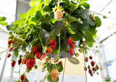 Hanging pot strawberry plants that bloom and grow profusely