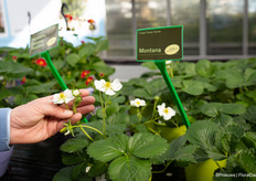 Large-flowered strawberry plants
