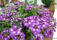 Verbena Lanai Up van FloriPro Services De Verbena Lanai is a known variety. It is now available as a hanging plant.