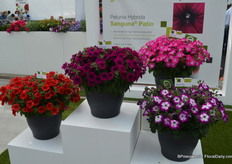 De Sanguna Patio was presented during the Flower Trials gepresenteerd in the colours Pink Morning en Twirl Purple.