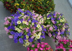 More colours in one pot.