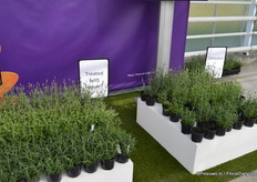 This is a test with plants treated with / without HiCure.