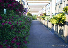 The entrance of Florensis with the Calibrachoa Can-Can Roses Magneta on the left.