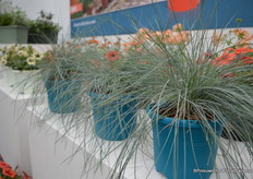 Here you can see the blue colored pot of Desch Plantpak.