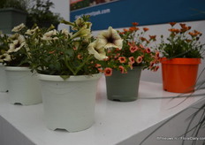 Other Natural colours in the Natural collection of Desch Plantpak.