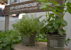 The Dgrade of Desch Plantpak.