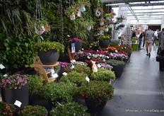 The novelties of Florensis.