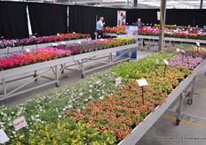 De Conga series consists of 4 colors.