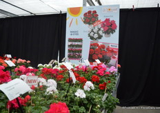 Three new colors are added to the Toscana series of Florensis; white (Eva), red (Paula) and pink (Kasecha).