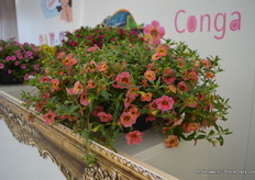 The Chameleon of Florensis. It flowers richly and wild, like the Can Can. The color of the flowers change during the summer. The Chameleon series consists of different colors.