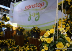 Nonstop JOY is the first semi-trailing begonia in the Nonstop family and the first ever from seed. Good branching and a compact habit make it ideal for transport as stems will not break. Just as the name says, Nonstop® flowers all summer long until the first frost falls.