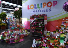 Lollipop is a new series of impatiens of Benary. At the moment, the series consist of 8 colours. It is tight flowering and flowers early. They bloom within one week. Everything is grown from seeds.