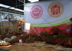 The San Fransisco is added to the Begonia boliviensis collection. This begonia is heat and rain tolerant and thrives in many countries, from Florida till Siberia.