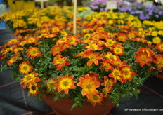 The Bidens: BeeDANCE painted red of Schneider.