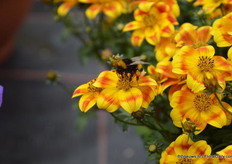 The Bidens: BeeDANCE painted yellow of Schneider.