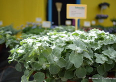 The Helichrysum Ian Silver Compact. It is a strong compact plant.