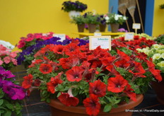 The Petunia Success Red is part of the Petunia Success series. The Success Red is grown from seed. The entire series flowers at the same time.