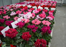 The Facila is a new mini series of Varinova and consists of seven colors. The plants have a round shape and many flowers and leaves. This series will replace the Musical series.