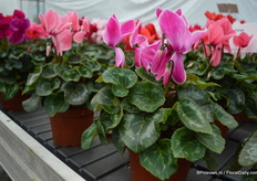 The Contiga series of Varinova is a new series and currently consists of 10 colors. This series wil replace the Maxora series.